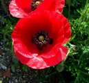 Papaver Rhoeas
